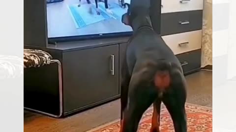 “Even Dogs Have a Fit — Watch Him Copy Moves 🐕
