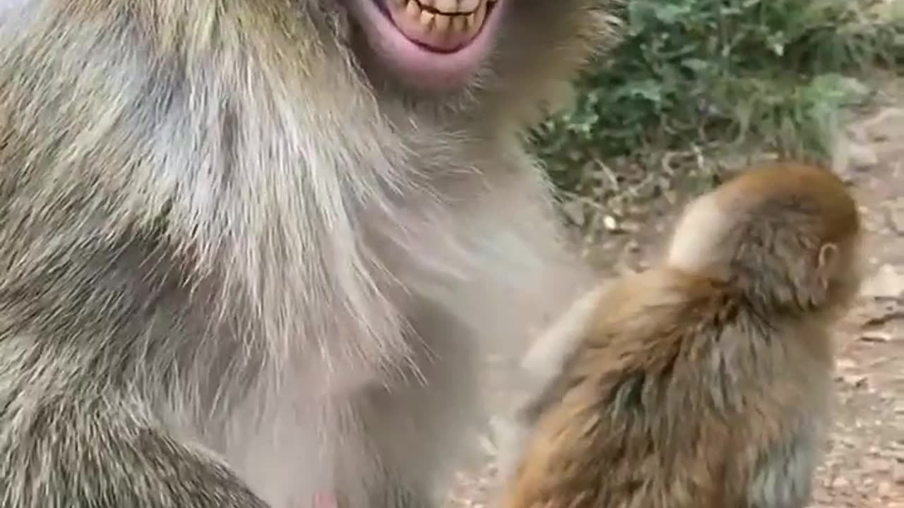 Funny animals videos😍Cute & Monkey 🥰Viral