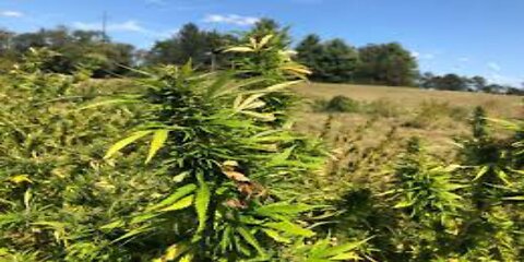 Senate Move to Limit THC Sparks Panic in Hemp Industry