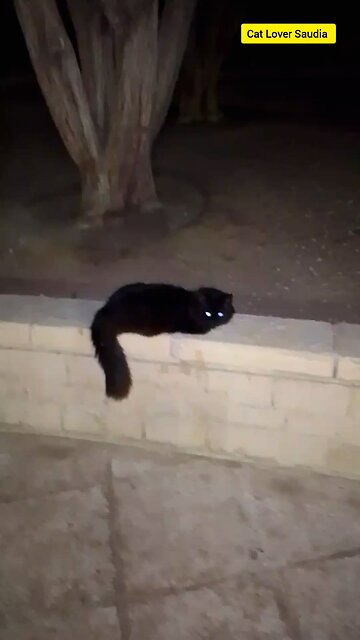 Cute Premier Black cat in saudia arbia