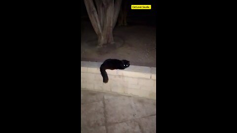 Cute Premier Black cat in saudia arbia