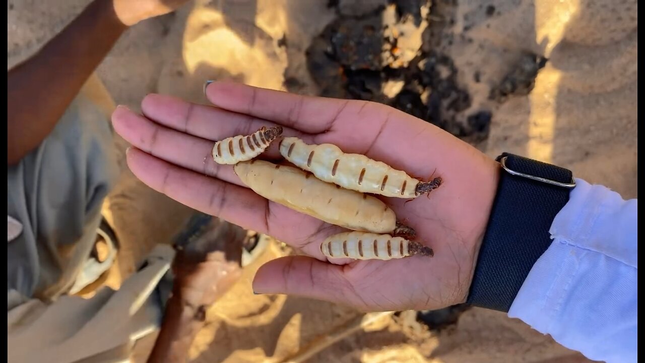 We were on a mission to track down the termite queen mothers.