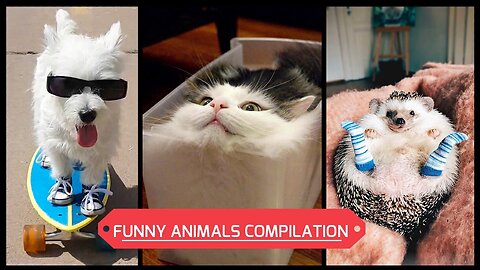 Pets Do The Funniest Things Compilation (Funny Animal Videos)