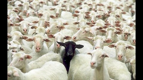 Biblical followers of Christ are the black sheep of the family and of the world
