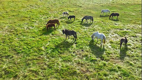 Horses 🐎 🐴 🐎 🐴...