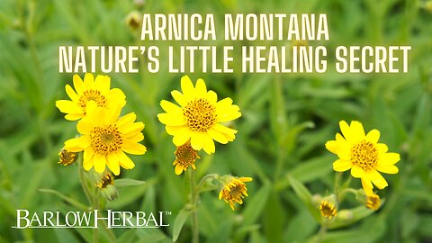 The Health Benefits of Arnica Montana