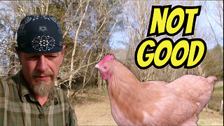 Taking A Break From Rumble For A Respiratory Problem In My Oldest Chicken