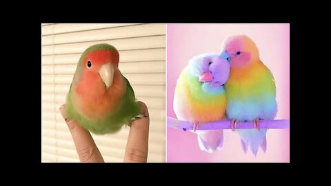 Smart And Funny Parrots Parrot Talking Videos Compilation (2023) - Cute Birds #35