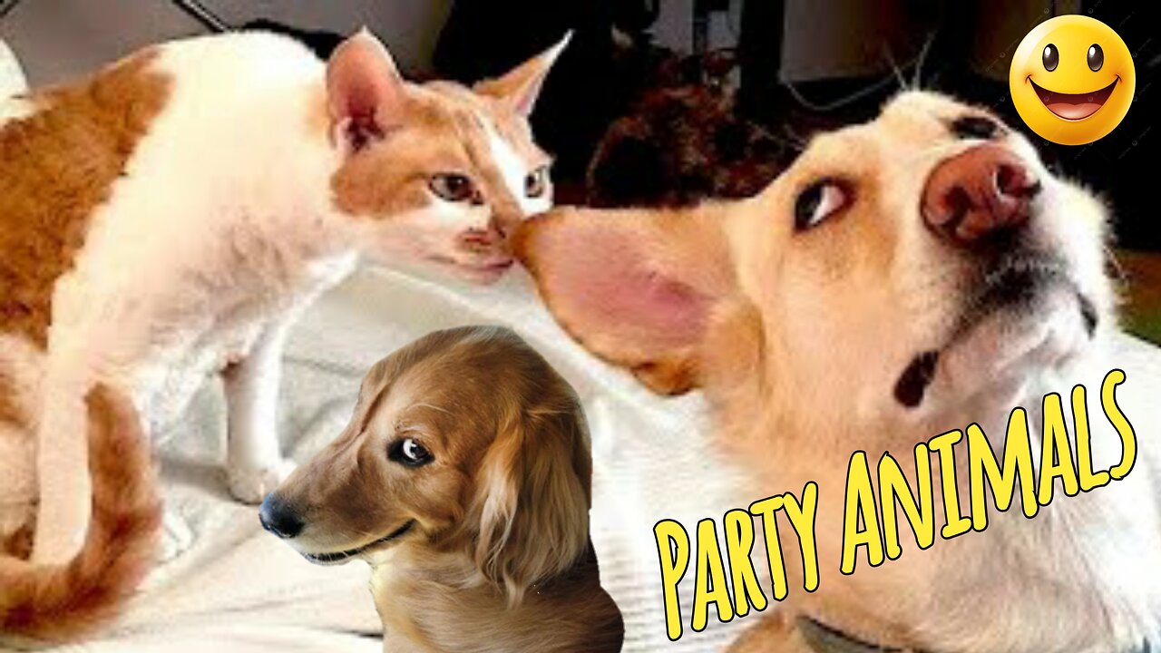 Funny animals - Funny cats / dogs - Funny animal videos / Best videos 2025