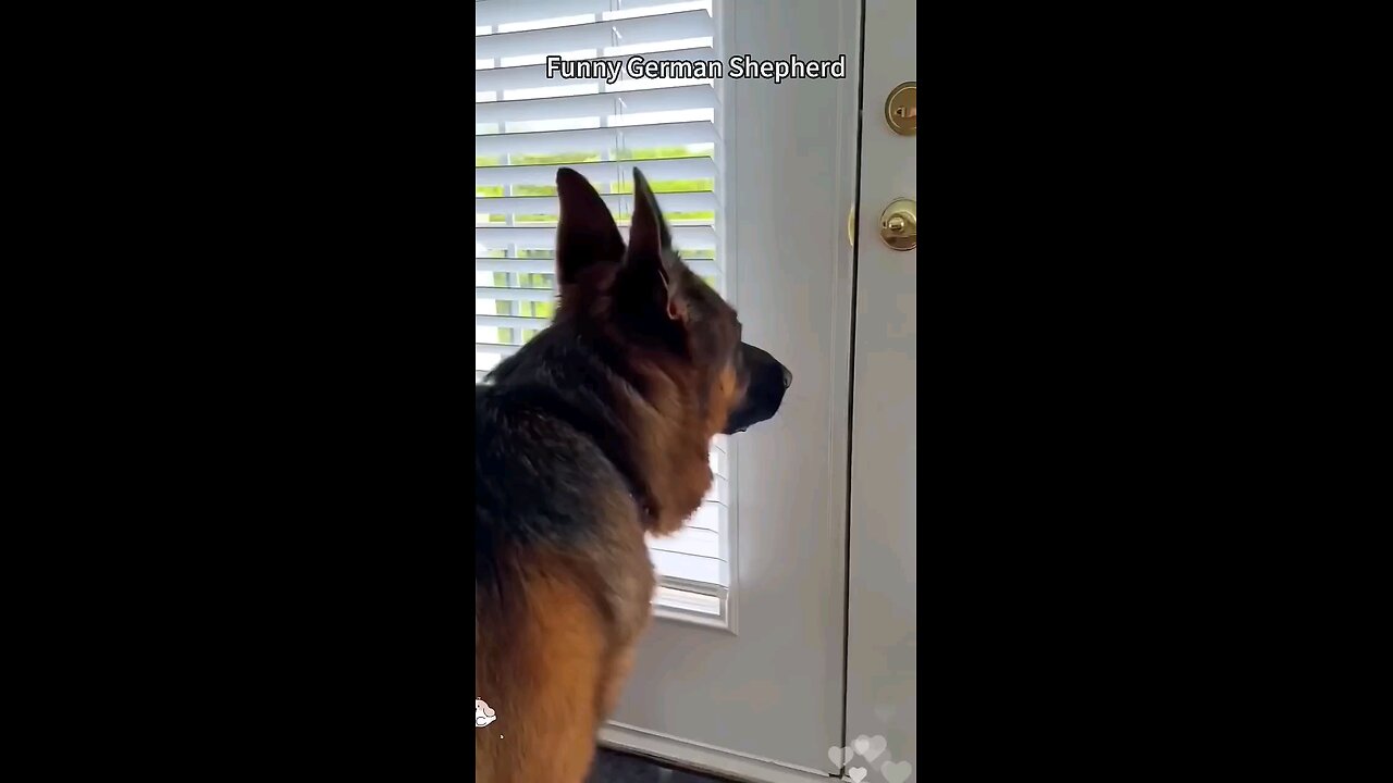 Funny German shepherd