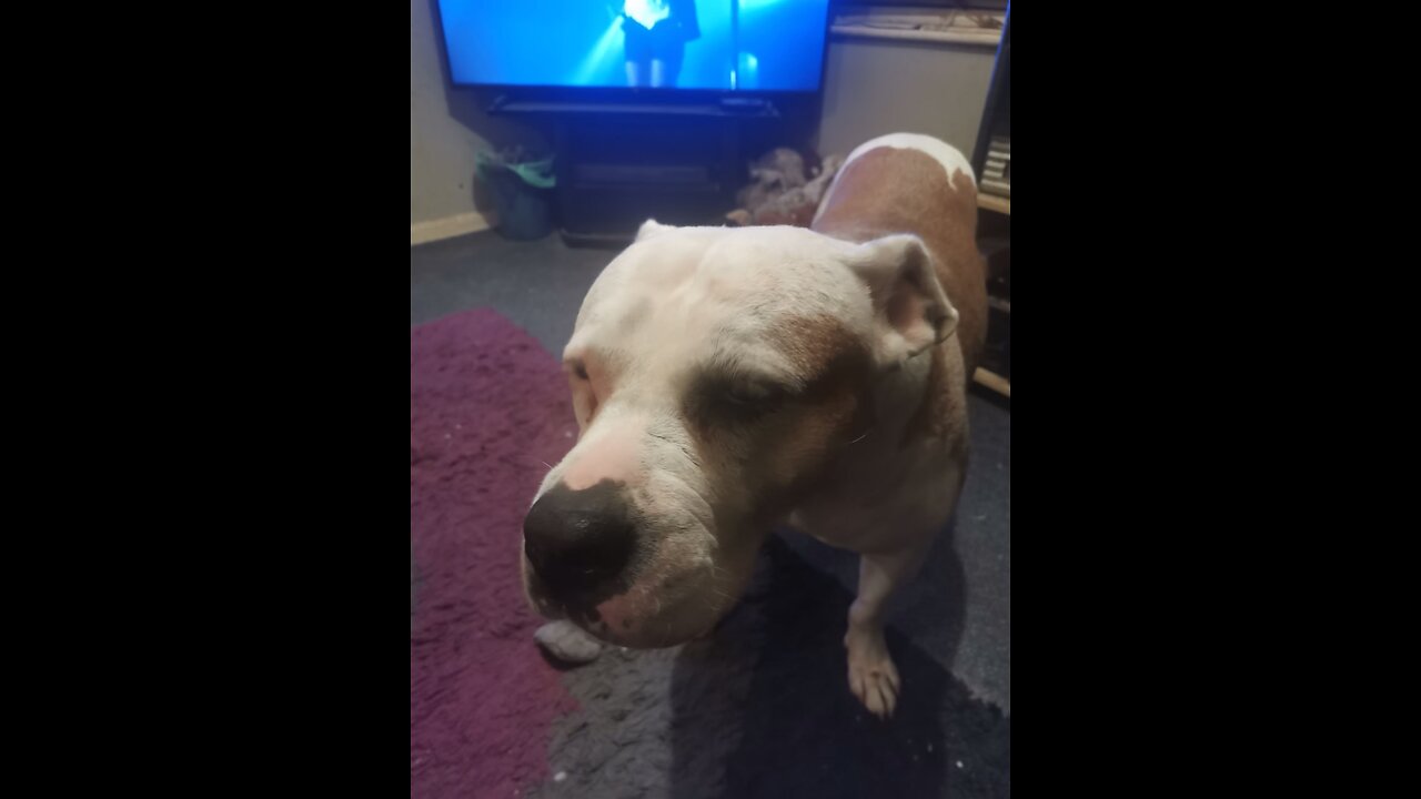 Rip Nora your already missed lal💜🙏💜🧙‍♂️🐕‍🦺