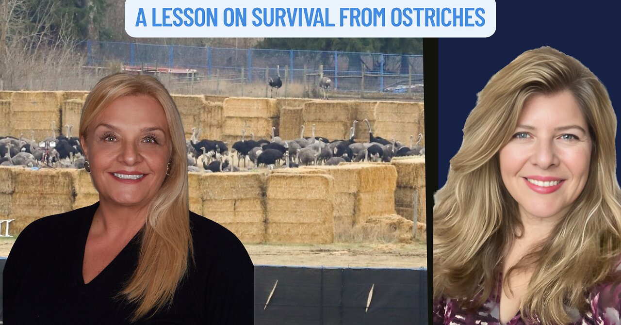 "A Lesson on Survival From Ostriches"