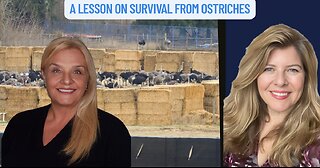 "A Lesson on Survival From Ostriches"