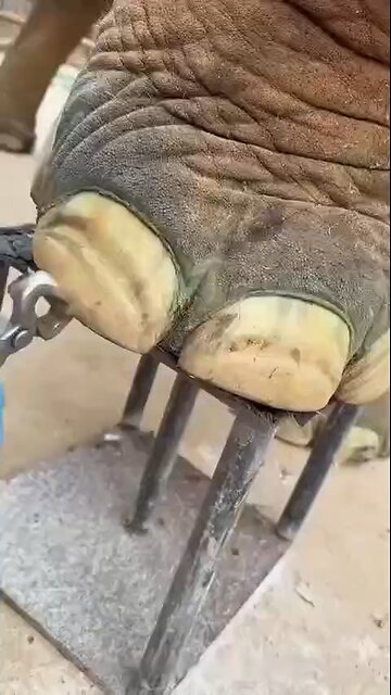 Love All Life Always #320 - Surprisingly Interesting Video On Elephant Foot Care. Now You Know!