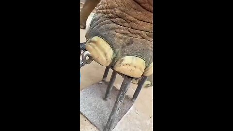 Love All Life Always #320 - Surprisingly Interesting Video On Elephant Foot Care. Now You Know!