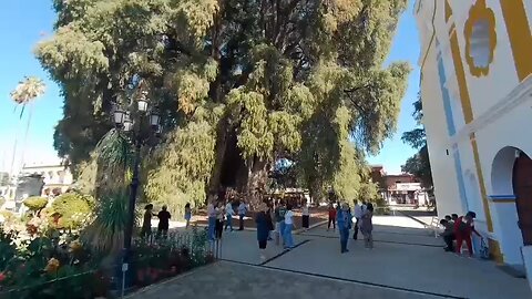 The world's widest tree grows in Mexico