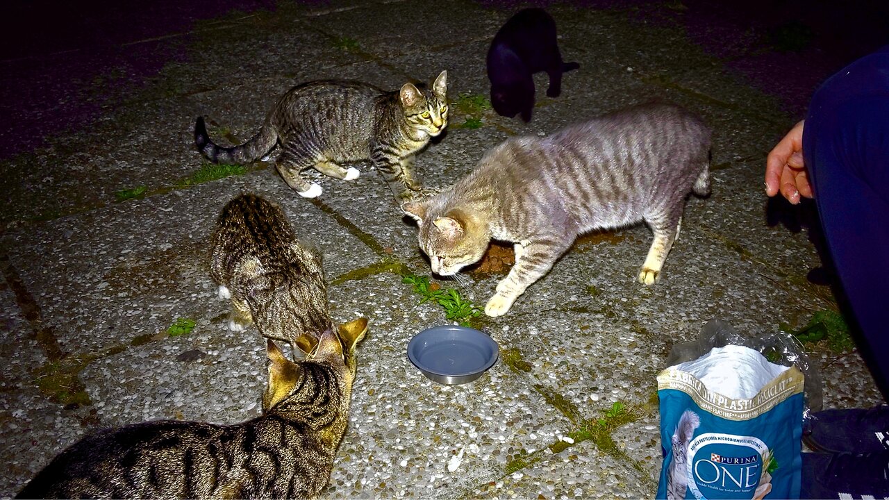 Hungry Stray Cats & Kittens Approach at Night - Feeding Stray Cats