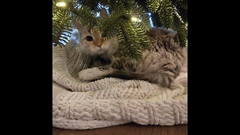 Doing a little show1/30/2026