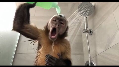 Monkey Prank😂🐒