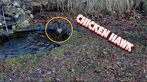 CHICKEN HAWK "soaking" in the pond