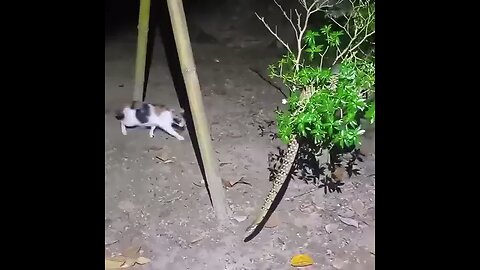 big cats