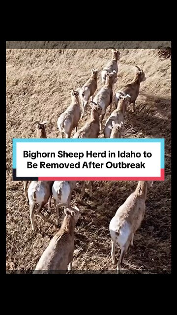 Bighorn Sheep Herd in Owyhee County to Be Removed After Pneumonia Outbreak