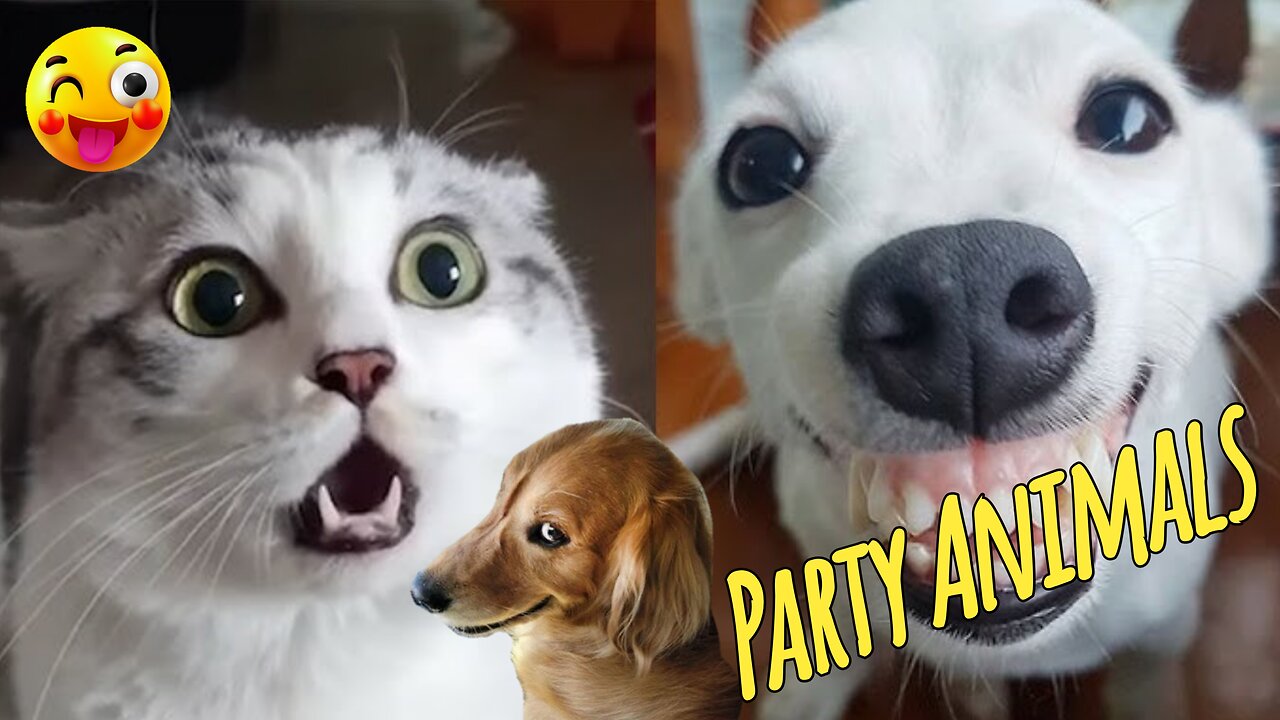 Funny Party Animals videos part 12 - Funny cats/dogs - funny animal