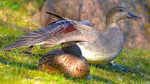 Gadwall Duck Male Stretches and Preens while the Female Sleeps