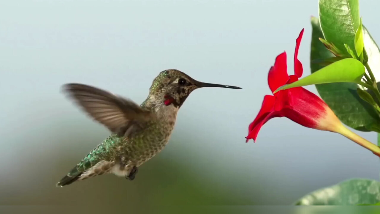 Fascinating World of Birds!