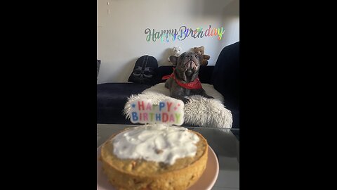 Dog Frenche Singing happy birthday