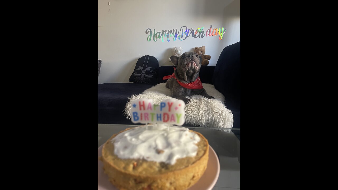 Dog Frenche Singing happy birthday