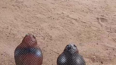 funny animal video