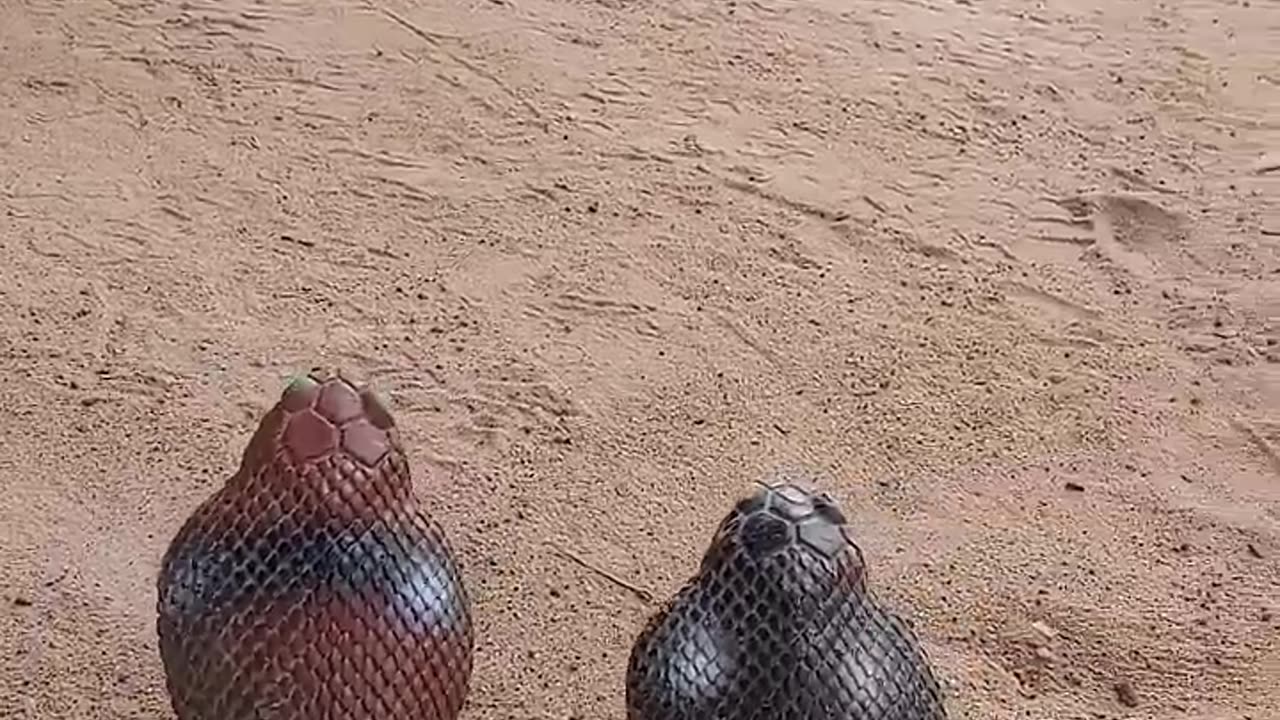 funny animal video