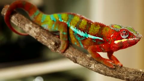 Tongues of chameleons and salamanders could inspire new tech
