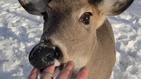 Deer Tries To Eat Me