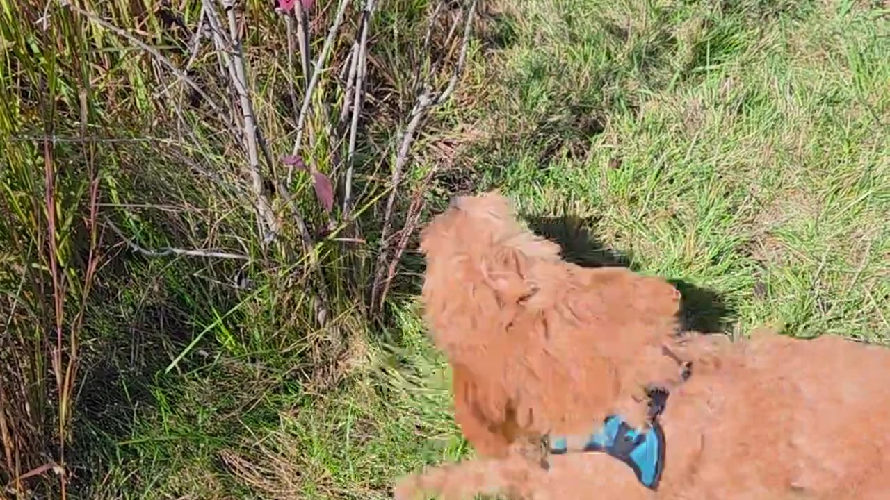 😂🐶 You Won't Believe What This Puppy Eats Every Time! | FunFM