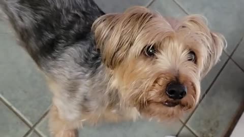 Guess what Batman stole this time? #yorkie #funnydogs