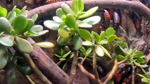 Madagascar hissing cockroaches at the San Diego Zoo...