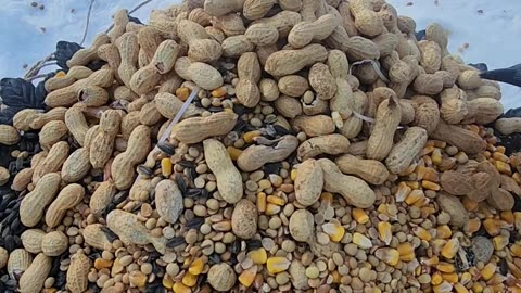 "Blue Jays choking down whole Peanuts with a Woodpecker chaser."