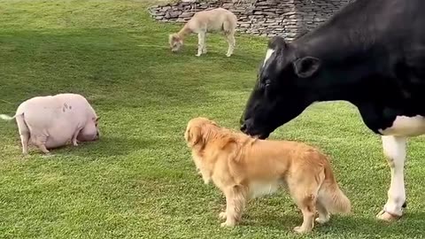 Sometimes love comes in the most unexpected ways! 🐄🐕