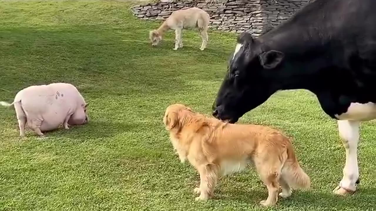 Sometimes love comes in the most unexpected ways! 🐄🐕