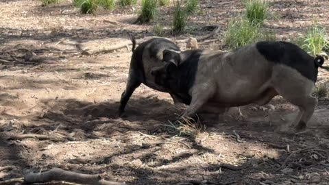 Free Range Pigs Engage in Shoulder-to-Shoulder Sparring (Dominance or Play?)