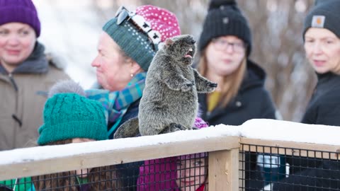 Canada’s famous groundhogs split over spring’s arrival