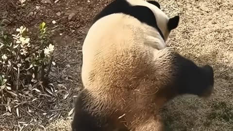 Funny panda #panda #panda🐼 #cute #pandas #funny #funnyvideos