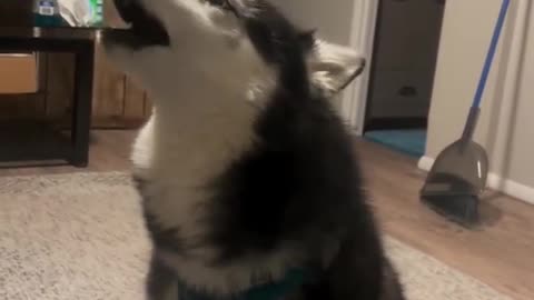 Dog's Comedy Videos 🤣 so cute puppies comedy scenes 🤣 little dogs comedy Videos 🤣