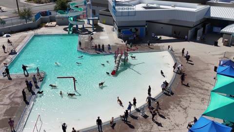 Doggie Paddle & Play Day 2025
