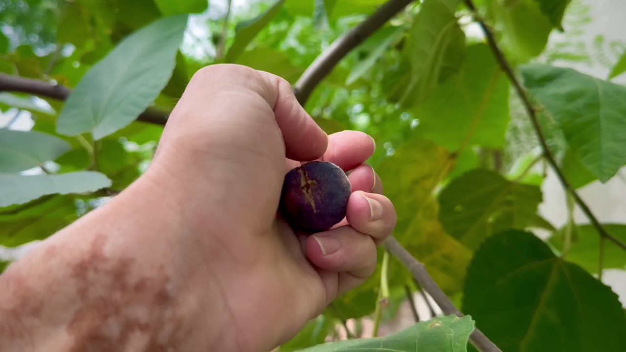 chicken shower vlogs