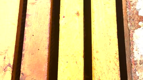 🐝 Bees Waking From Winter