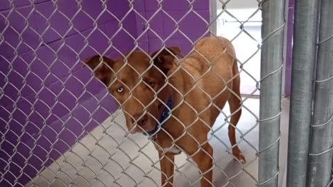 Champ 5y Pet Id 949178 kennel 25 HSSAZ shelter2025100423
