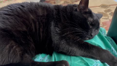 Cute Precious Piper Promotes a Feeling of Calmness - Adopted Shelter Cat Vlog